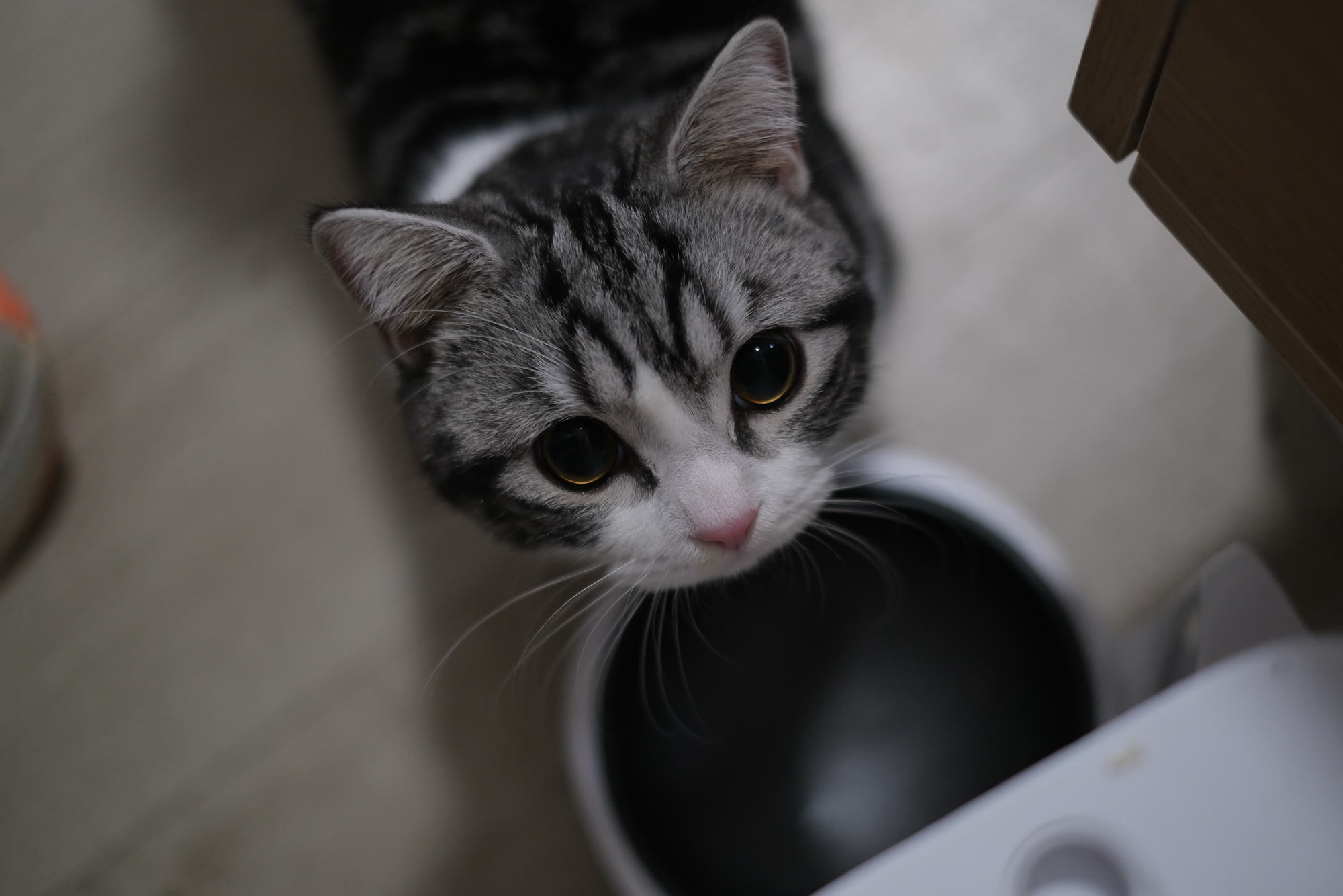 抬头看着镜头的猫