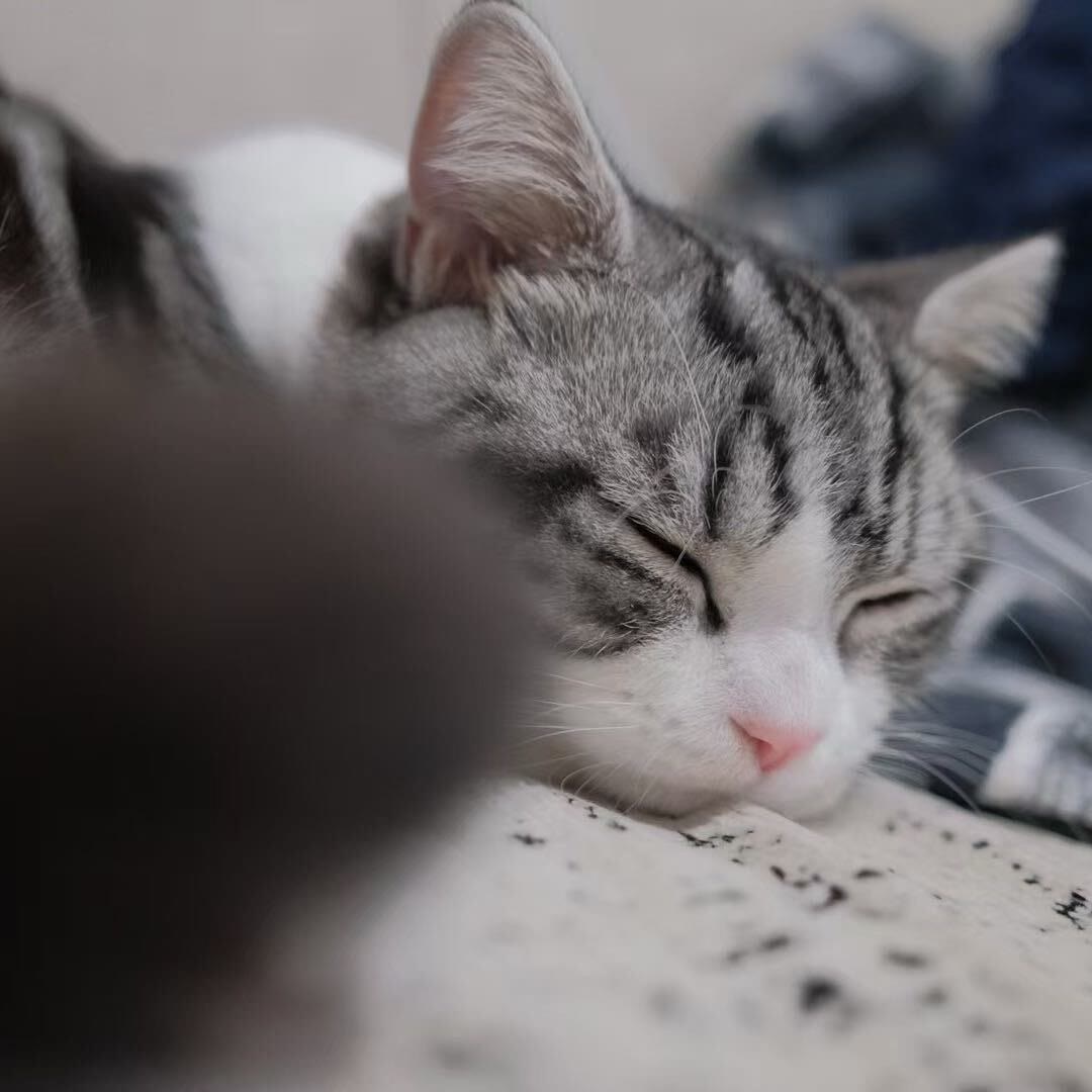 闭眼睡觉的猫