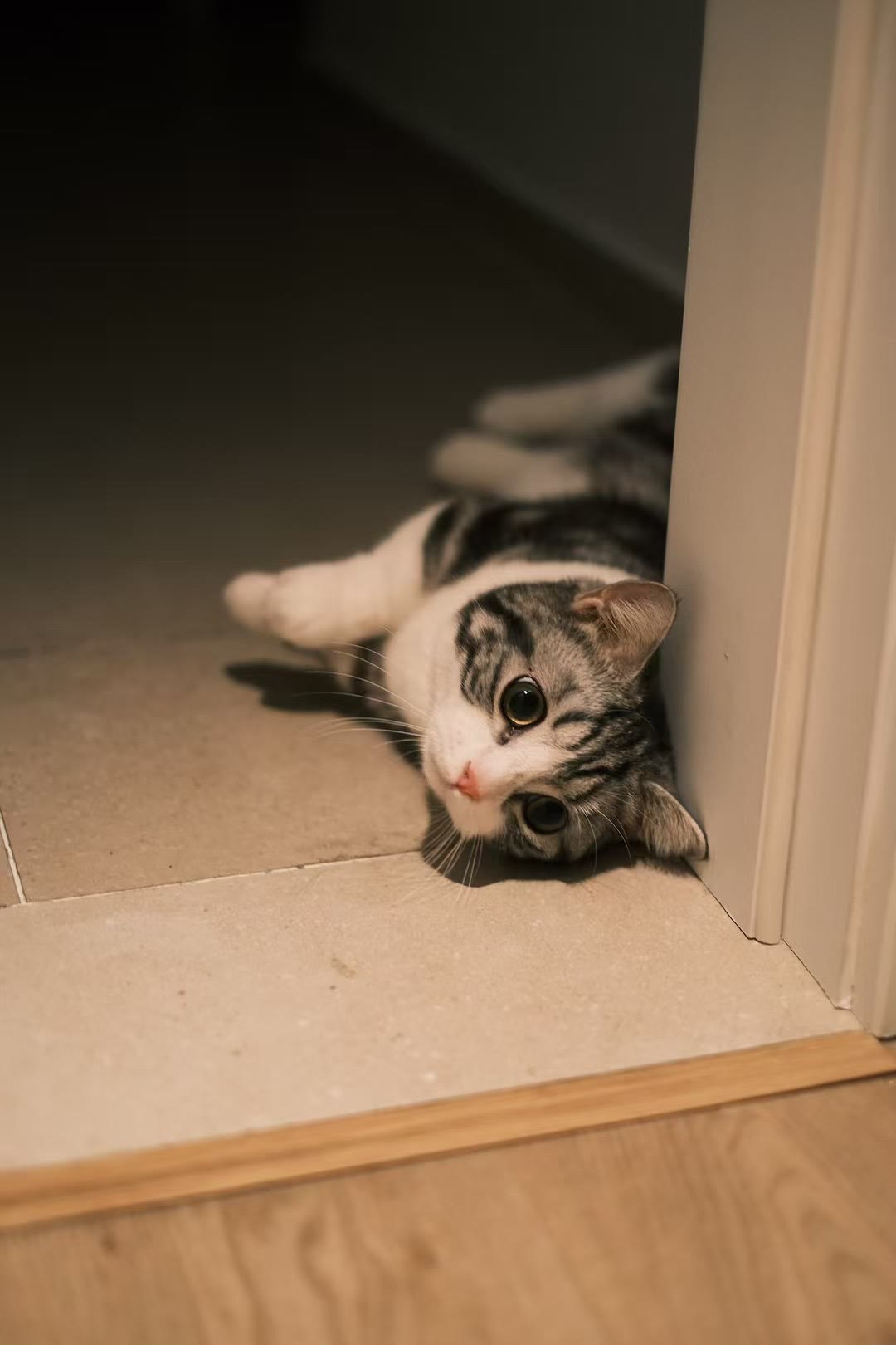 靠在门边休息的猫
